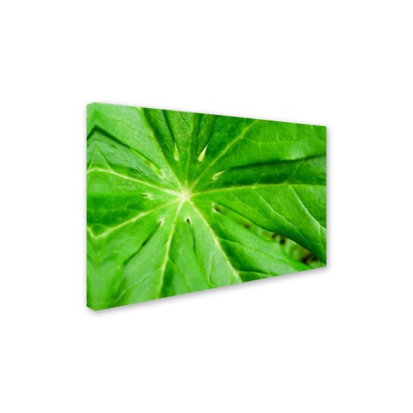 PIPA Fine Art 'Peaceful Greenery' Canvas Art,12x19